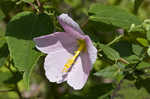 Virginia saltmarsh mallow